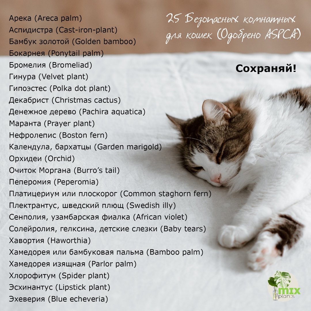 Безопасные растения для кошек