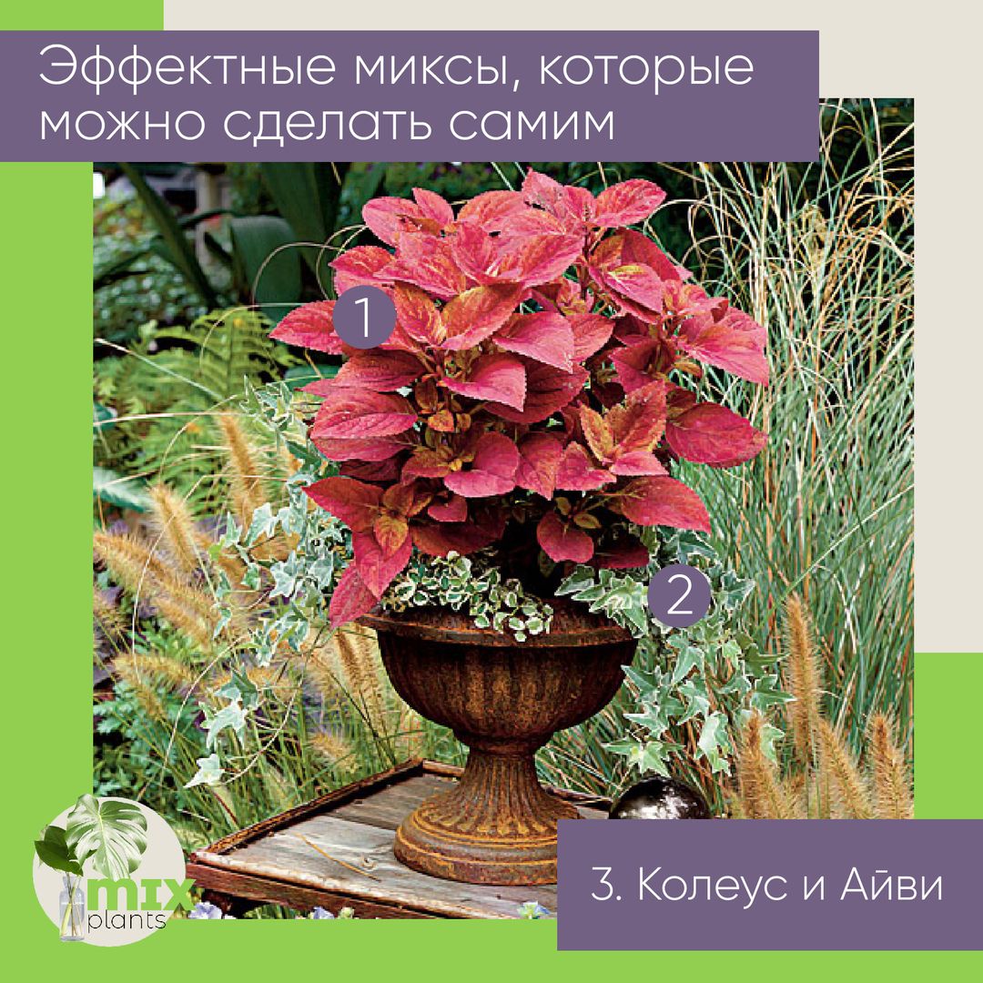Микс из растений: Колеус и Айви