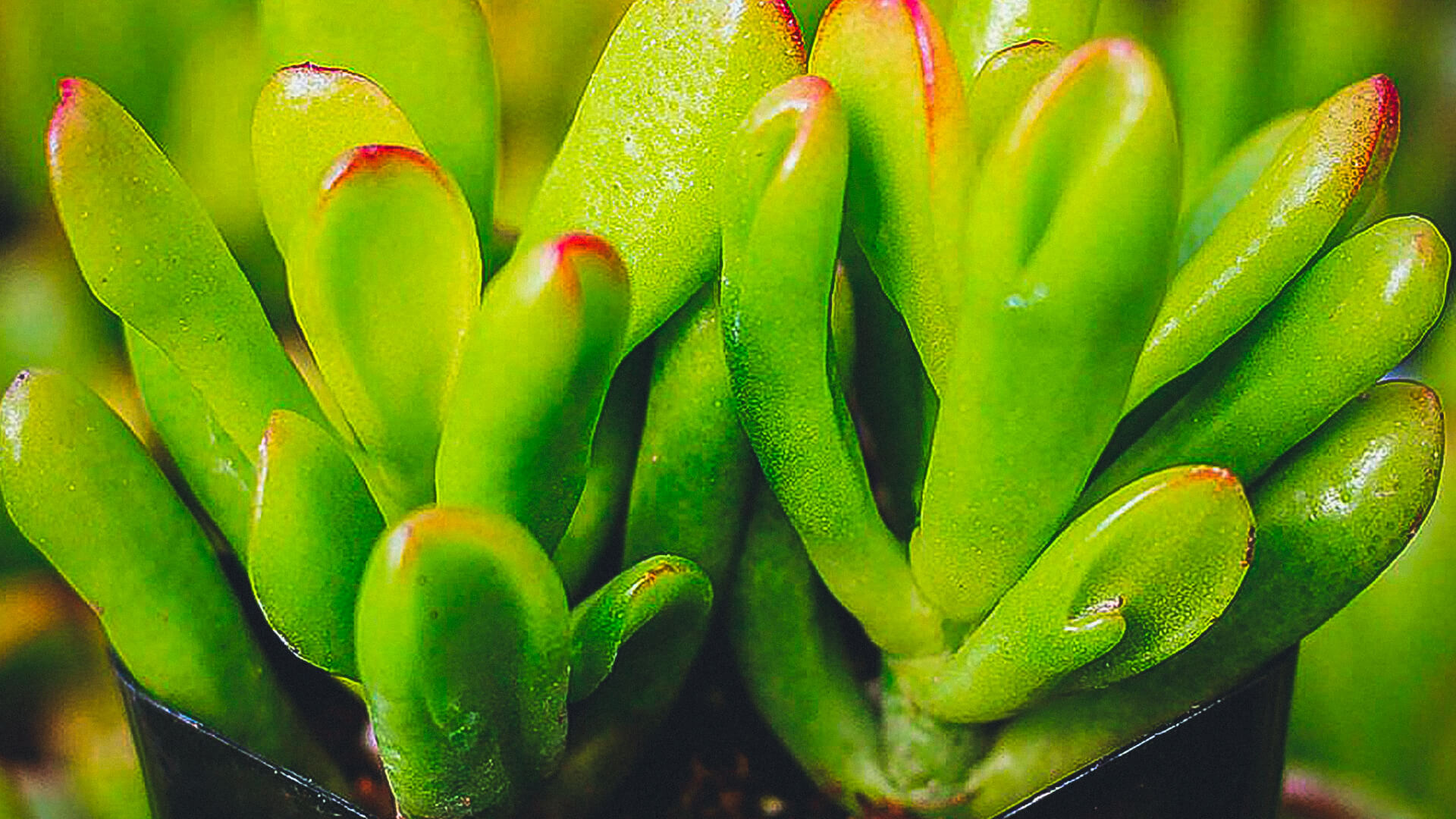Crassula ovata